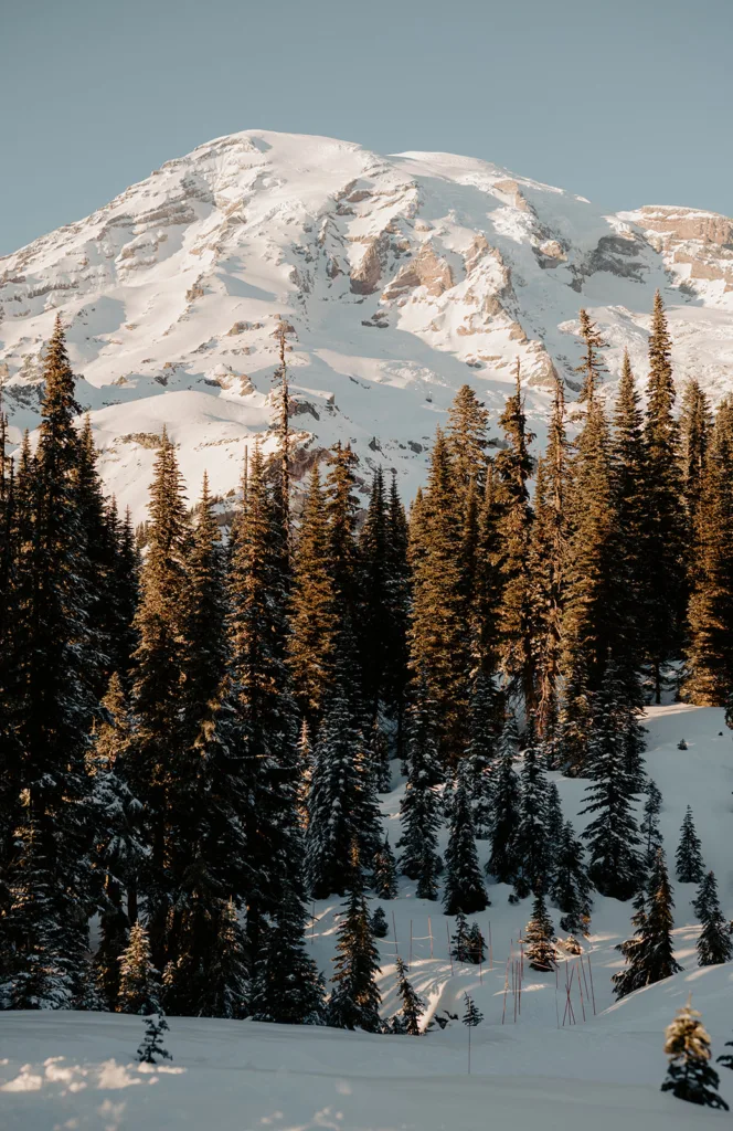Snow-covered slopes of Mount Rainier tower over a coniferous forest under a clear blue sky.