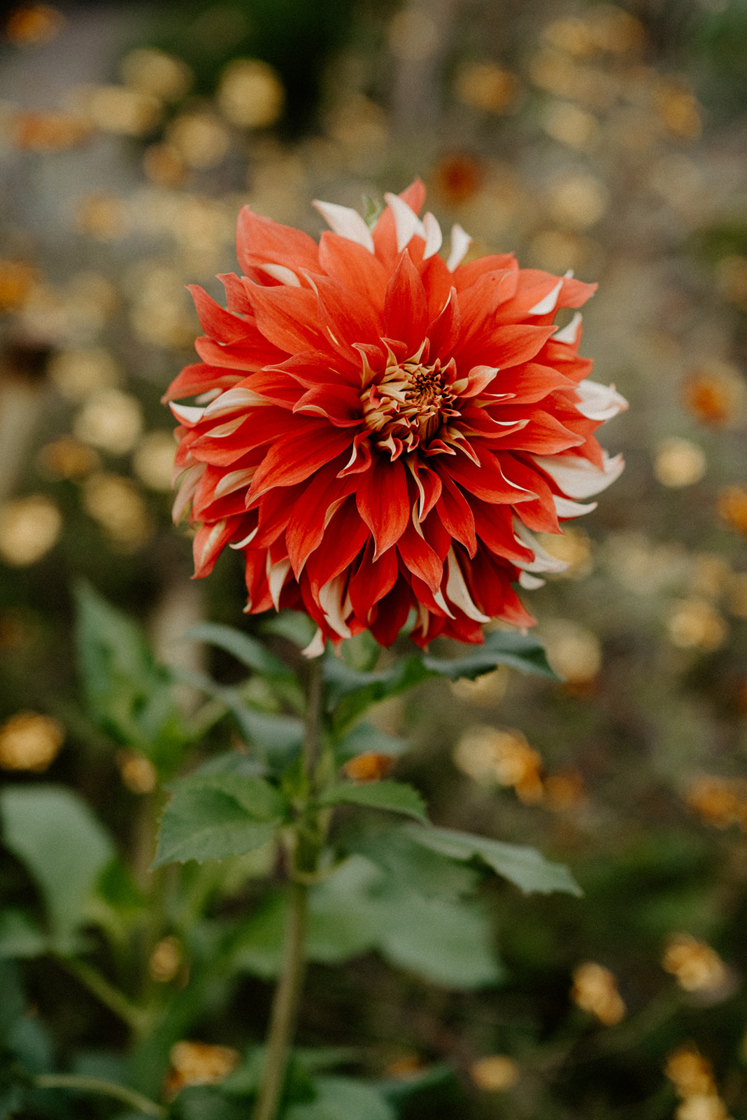Close-up detail of a vibrant red and white dahlia in full bloom in the Willows Lodge garden