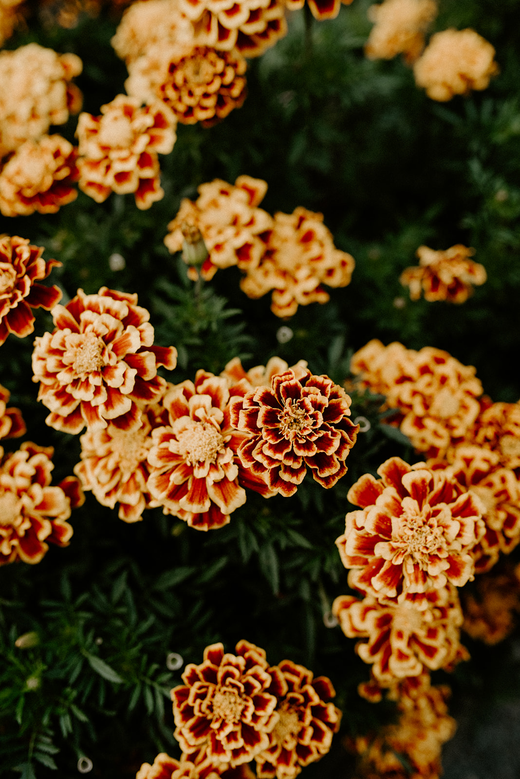 Close-up of vibrant orange and yellow marigolds blooming in the Willows Lodge garden
