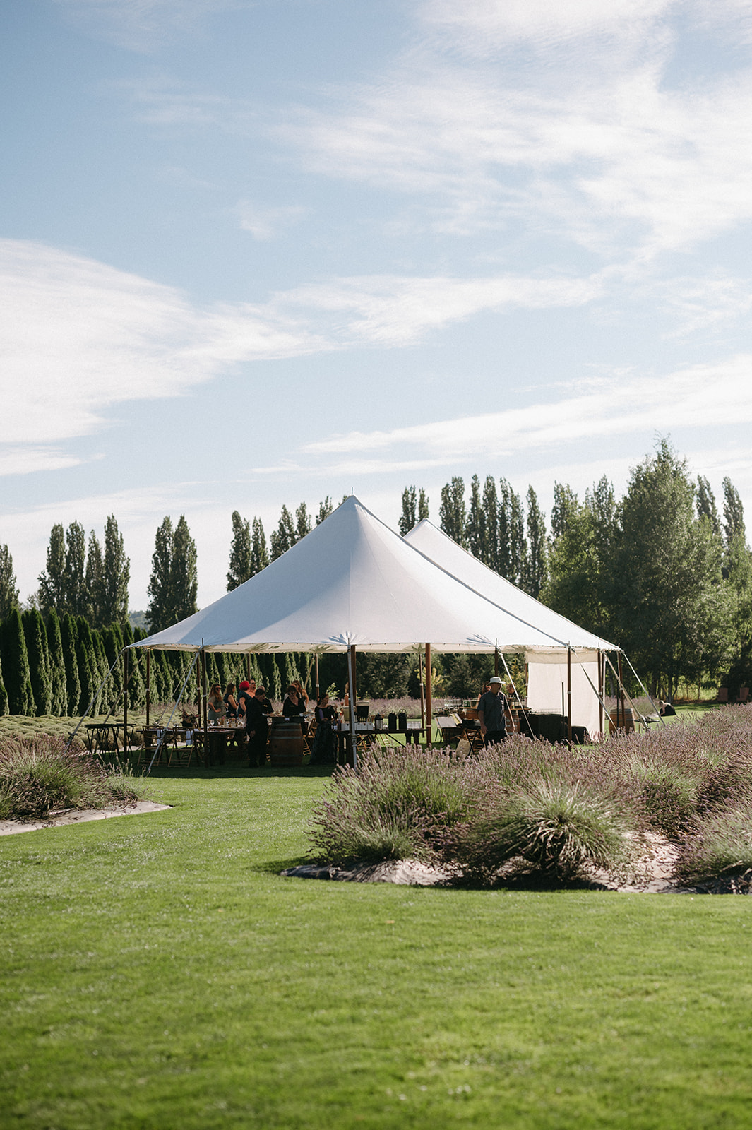 White wedding tent surrounded by lavender fields with guests seated beneath.