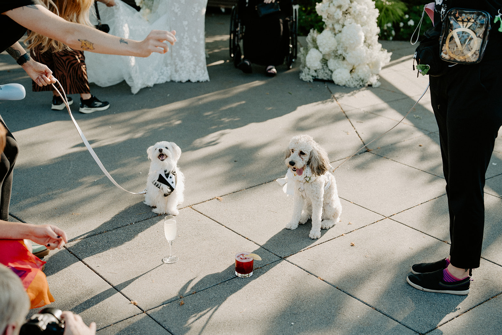 Two small dogs wearing wedding attire at a Dockside at Duke’s wedding in Seattle.