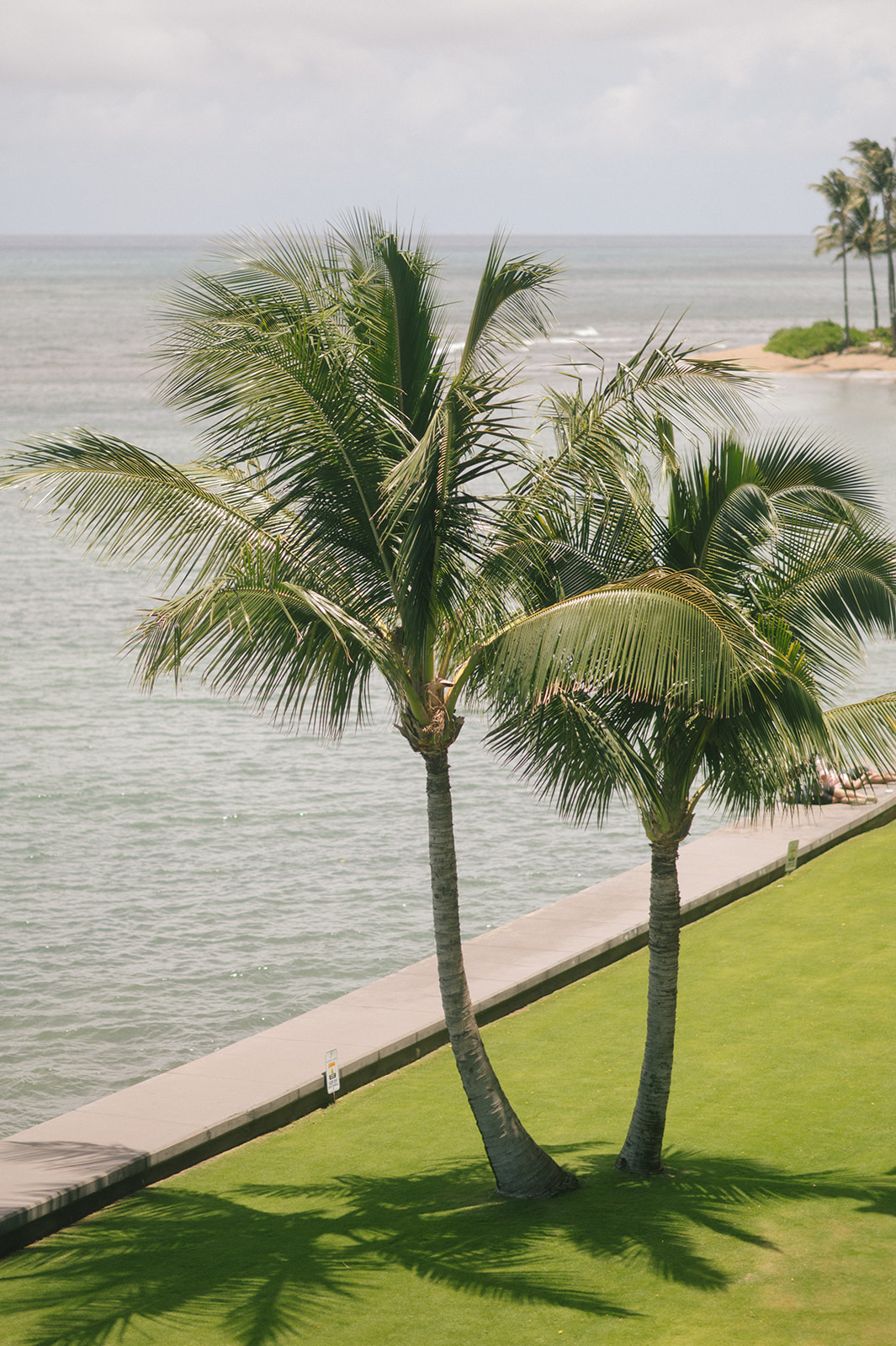 Palm trees overlooking the ocean and coastal lawn in Kapalua, Maui.
