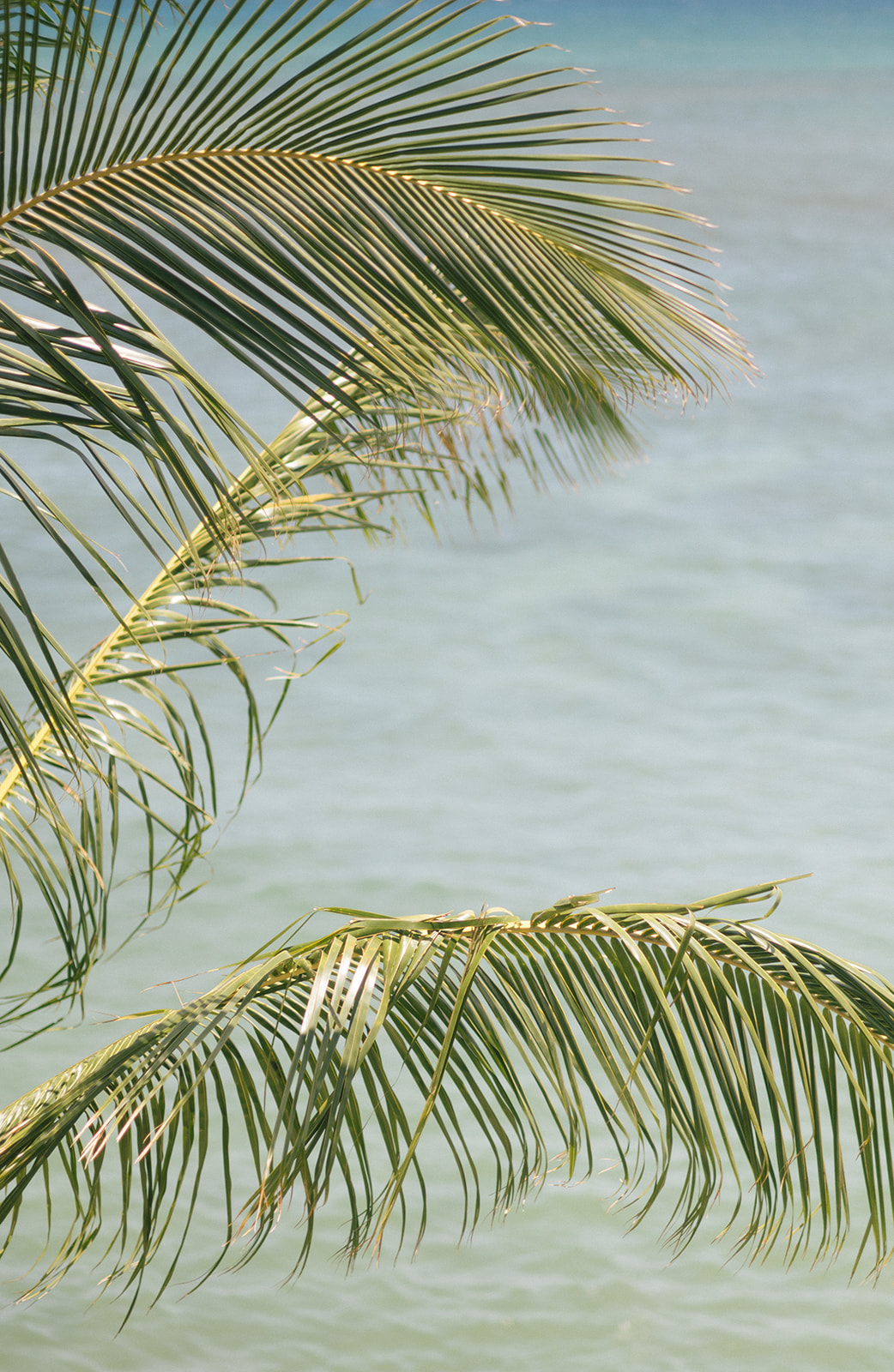 Palm fronds blowing in the breeze with the ocean visible in the background in Maui.
