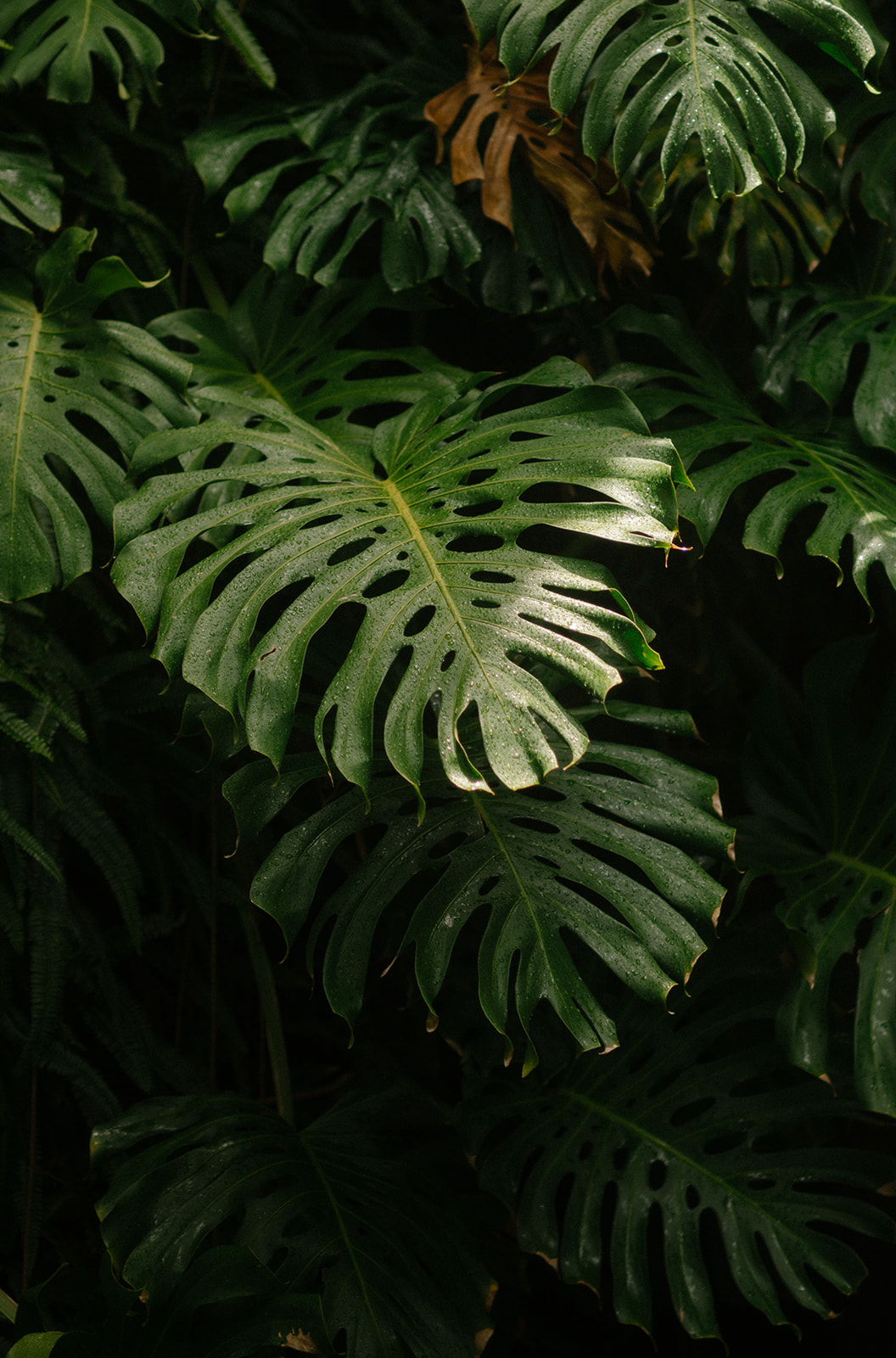 Close-up of lush green monstera leaves in tropical foliage in Maui, Hawaii.
