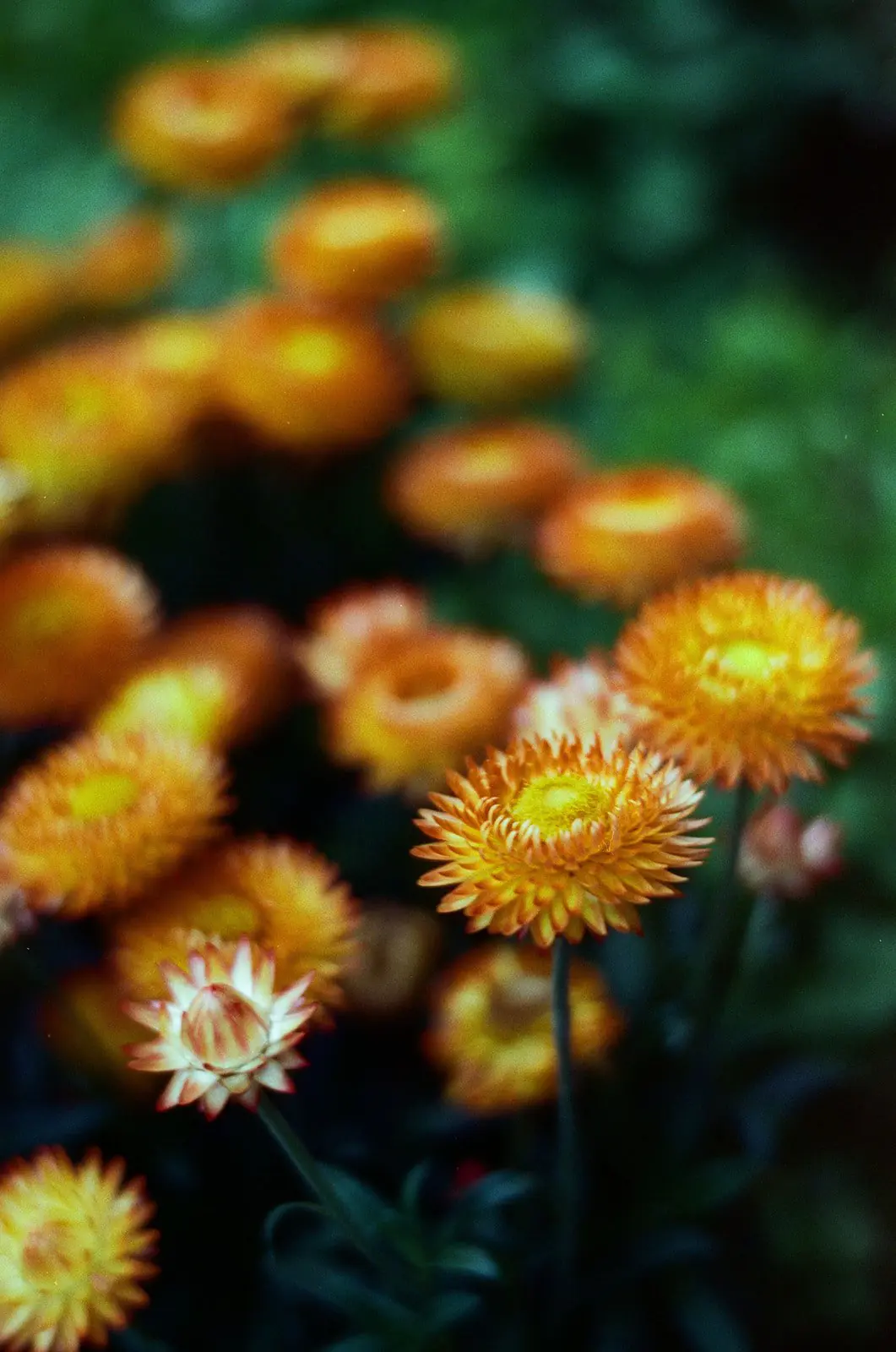 Golden strawflowers in soft focus at Bella Luna Farms, photographed on Candido ISO 800 film with rich color and shallow depth of field.
