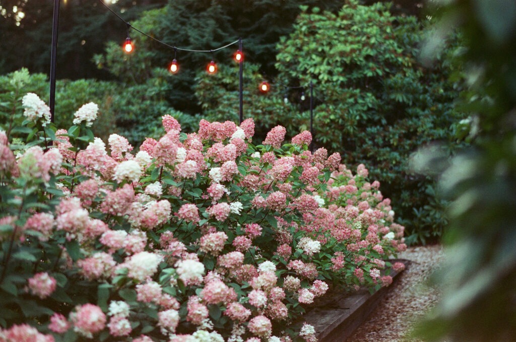 Pink and white hydrangeas beneath string lights in the Bella Luna Farms garden at dusk, photographed on Candido ISO 800 film.