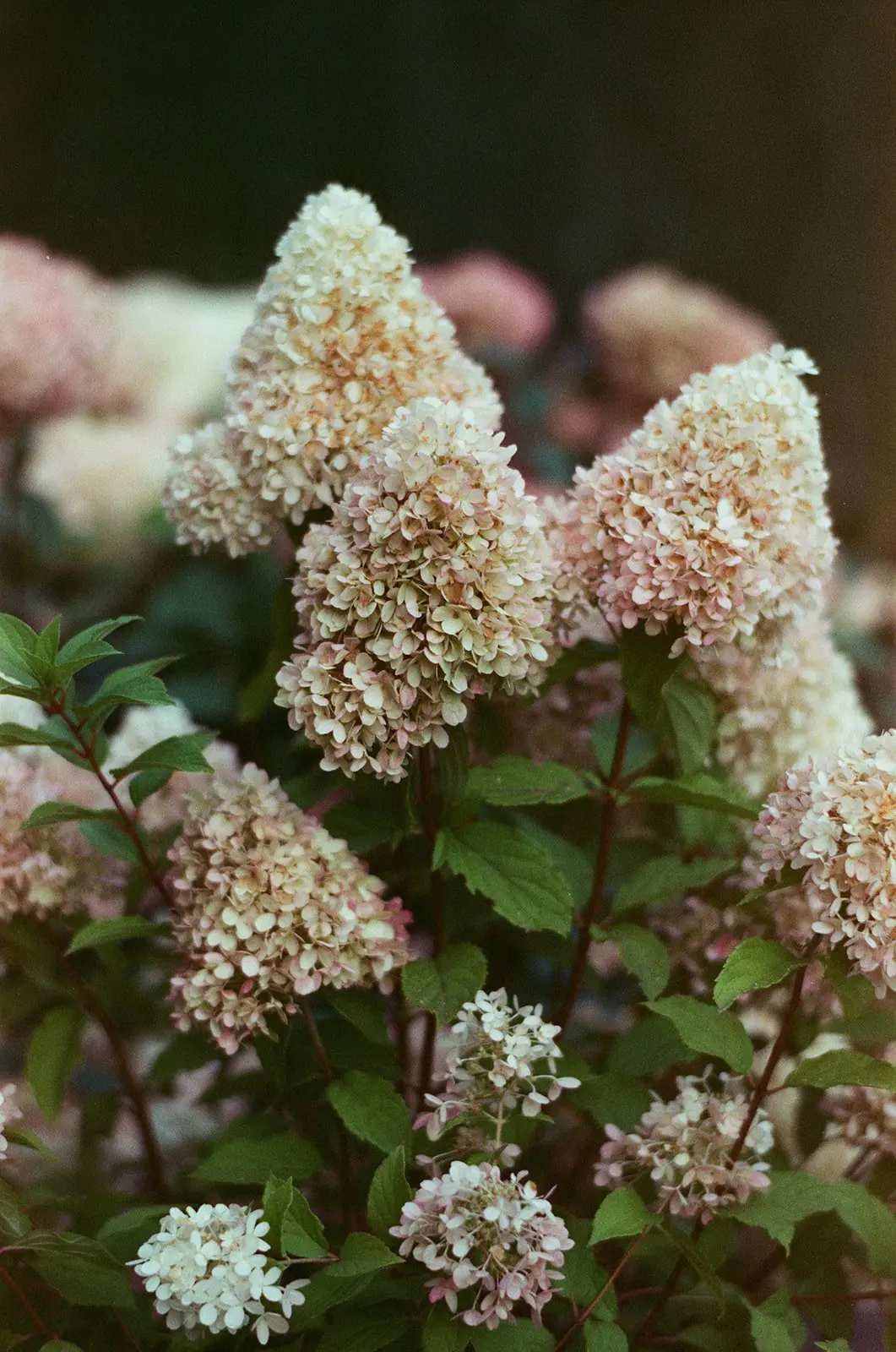 Soft pink and cream hydrangea blooms in the Bella Luna Farms garden, photographed on Candido ISO 800 film with a shallow depth of field.
