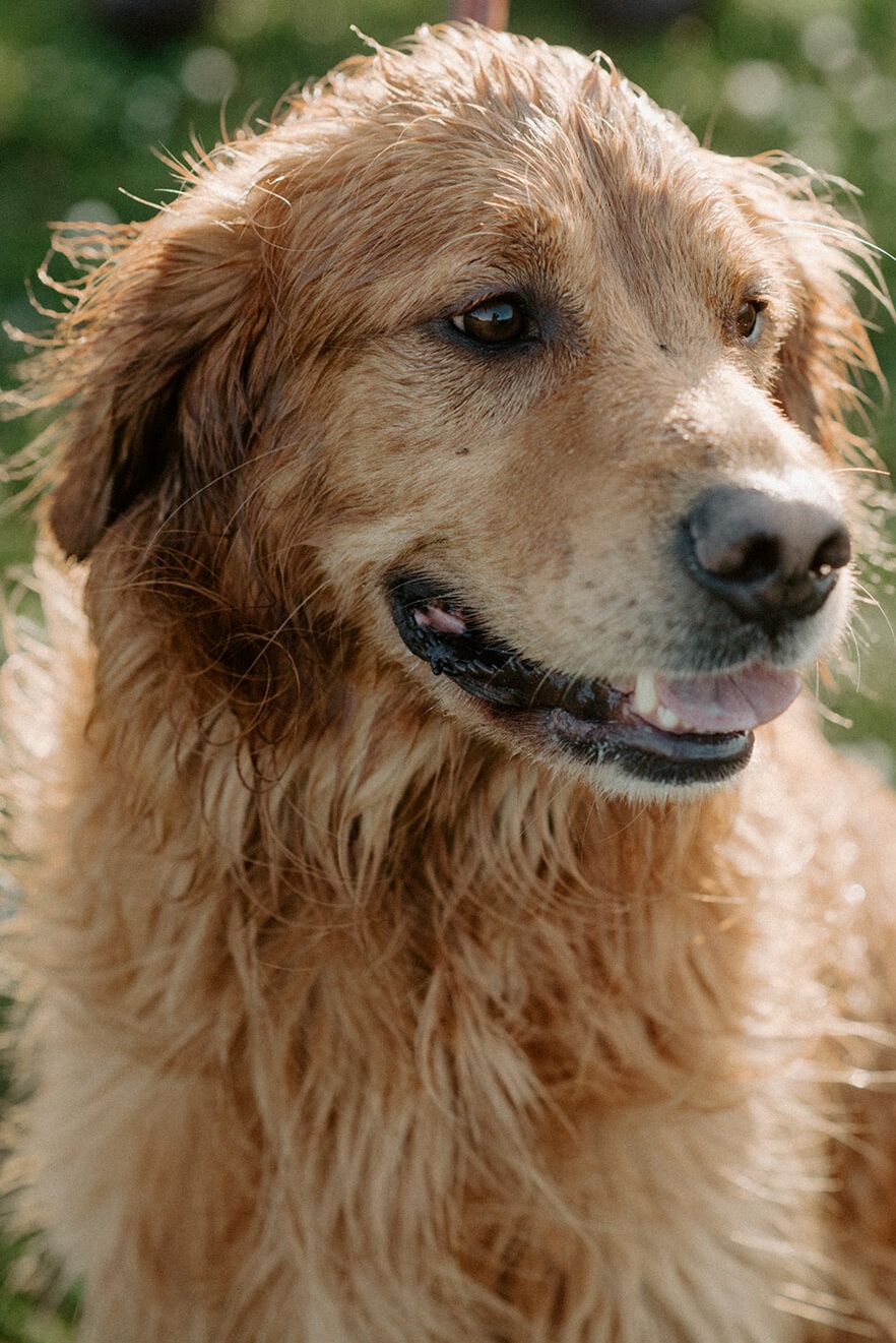 Close-up portrait of a wet golden retriever after playing near Lake Union