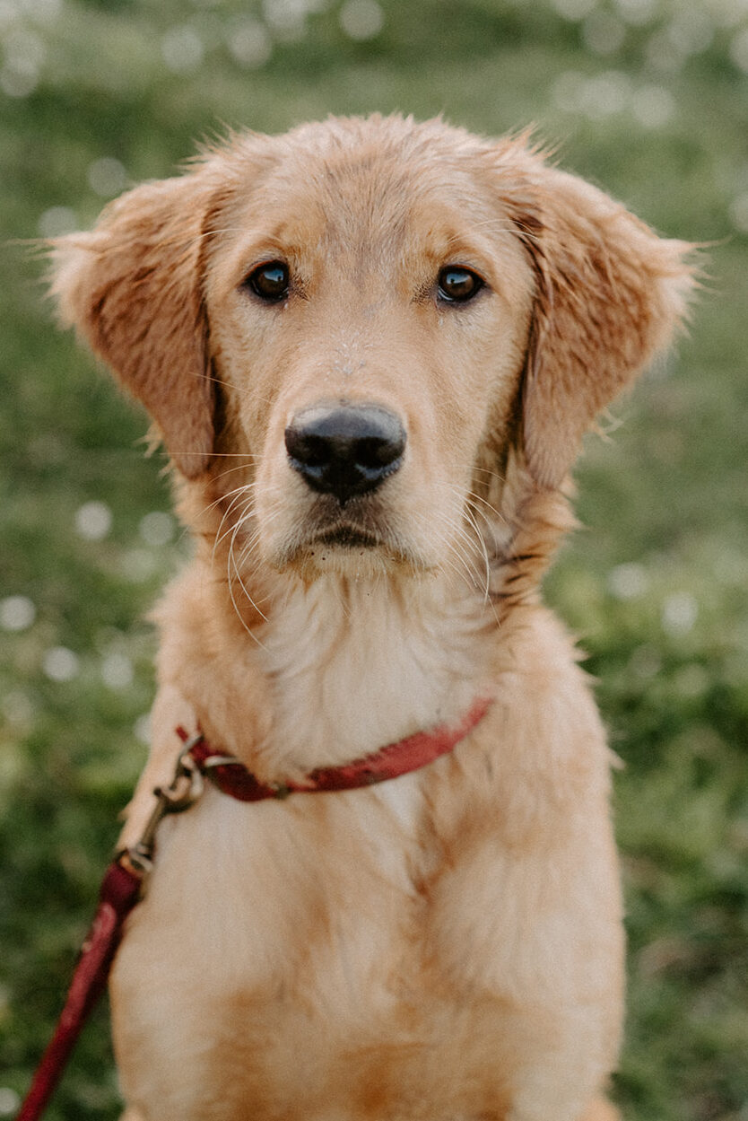 Golden retriever puppy portrait during a Seattle engagement session