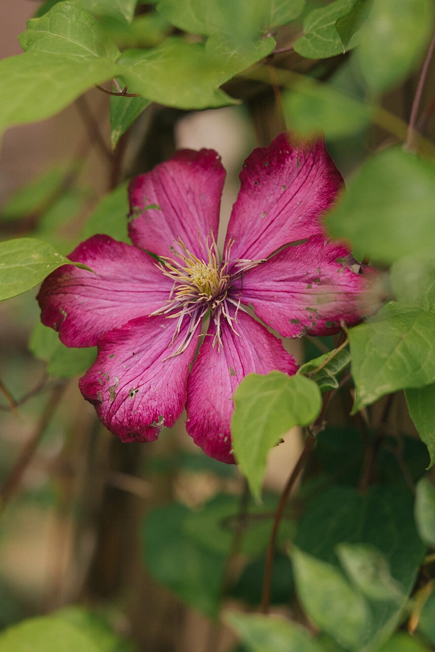 Pink clematis flower blooming in the gardens at Lairmont Manor wedding venue