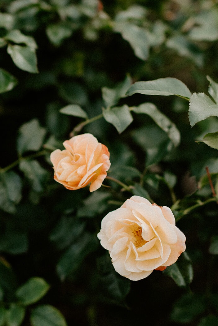 Two soft peach roses blooming among dark green foliage in the Willows Lodge garden