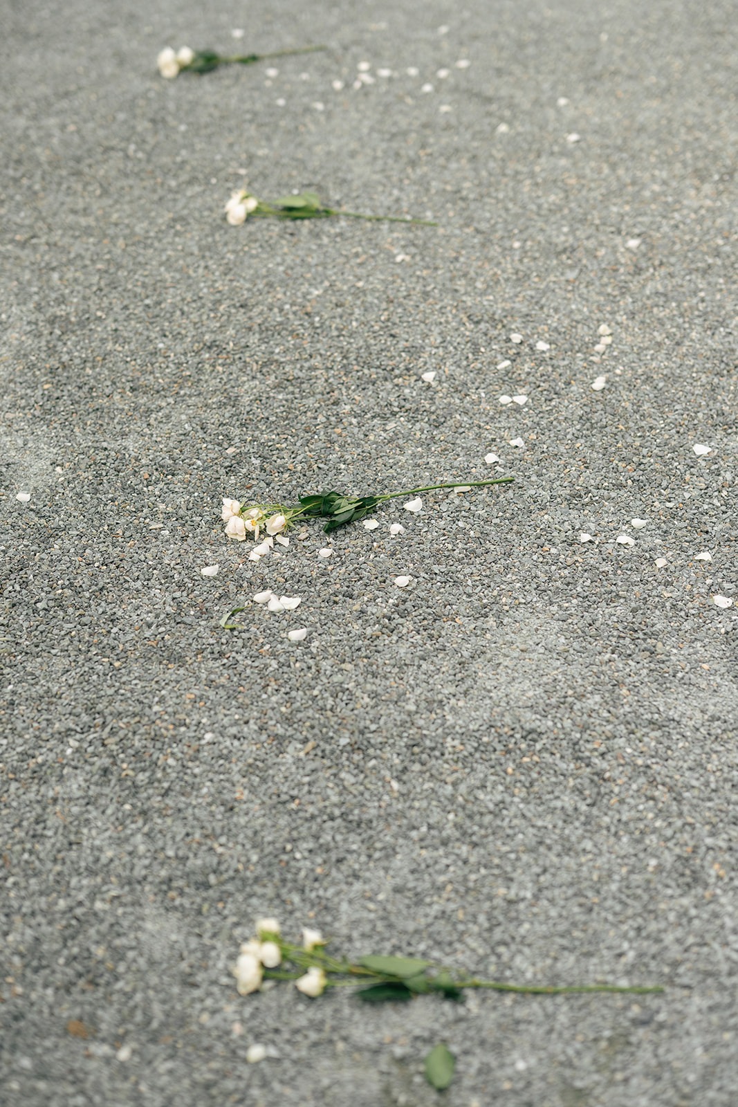 Rose petals and single stems scattered across the stone path leading to the proposal arch at Willows Lodge